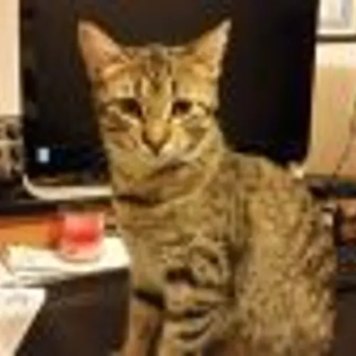 W6LJK profile image