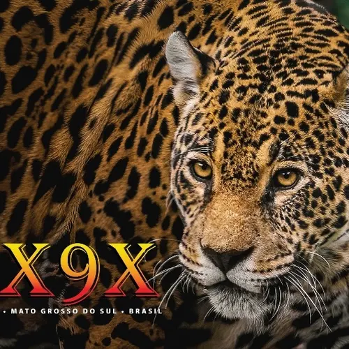ZX9X profile image
