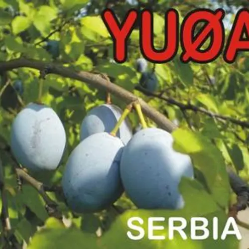 YU0A profile image