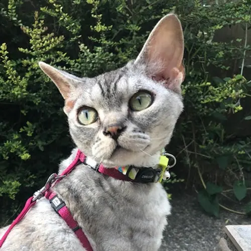 ZL4CAT