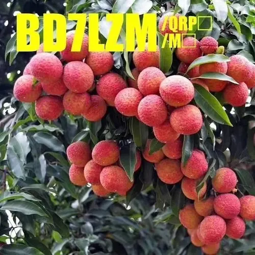 BD7LZM