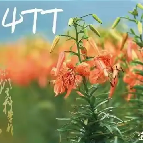 BA4TT
